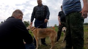 Выводка охотничьих собак в Борском РООиР 2021г. Русские и Пегие гончие.