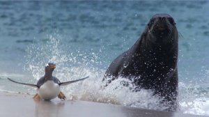 Он вам не тюлень - МОРСКОЙ ЛЕВ В ДЕЛЕ! Гроза осьминогов, пингвинов, акул и любитель строить гаремы!