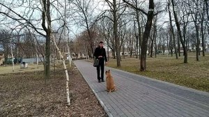 Как научить собаку командам: лежать, сидеть и ждать