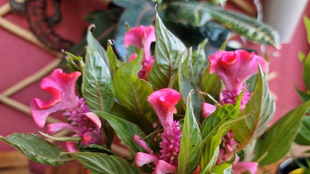 Celosia- flori sub forma de creier si frunze comestibile. Tu o stii? смотреть онлайн