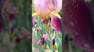 Цветы у мамы. Ирисы, Касатики, Петушки для флористов, эстетов и любителей красоты.