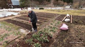 Хозяйство Воронова | Огород | Клубника весной. Очищаем кусты клубники от прошлогодних листьев