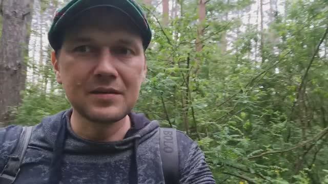 ОТец ищет грибы 27 мая. Трутовик плоский (Ganoderma applanatum) и много других грибов