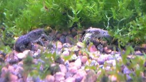 Карликовые раки Пуэры, креветки вишни и вкусная таблетка