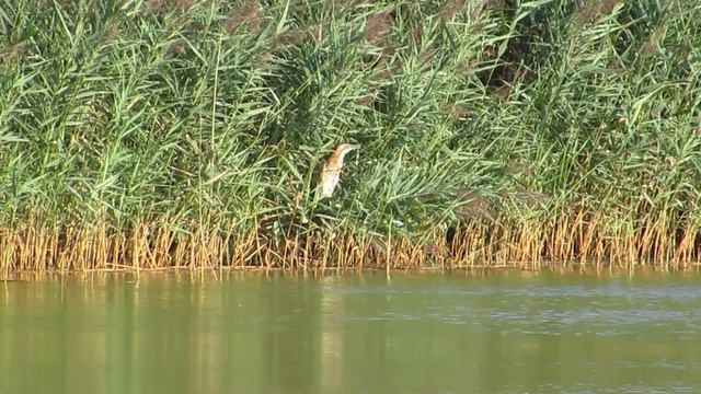 Большая выпь (Botaurus stellaris) смотреть онлайн