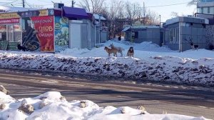 Безнадзорные собаки патрулируют хабаровский жилмассив