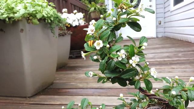 Cotoneaster Dammeri Bonsai in Bloom смотреть онлайн