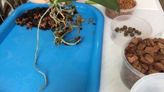 Разделение ОРХИДЕИ «ЗОЛОТОЙ ПЕСОК» (бабочка) и пересадка смотреть онлайн