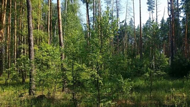 Лита и клубничное полнолуние, часть 3. Розовый сад. Царица ночи