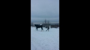 Русский рысак играет. Лошадь в деревне.