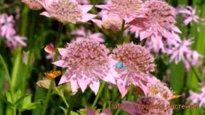 Астранция наибольшая Розея (astrantia rosea) ? обзор: как сажать, рассада, саженцы астранции Розея