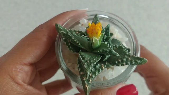 ? Faucaria Tigrina [Boca de Cocodrilo] смотреть онлайн