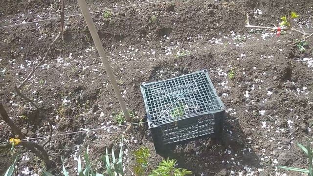 Виноград Ред глоб. смотреть онлайн