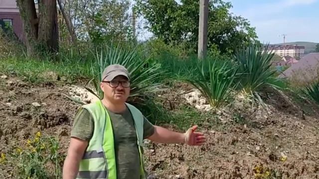 Посадка аллеи, укрепление склона юккой и цветами