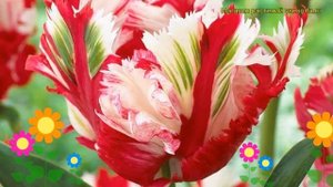 Тюльпан попугайный Эстелла Рийнвелд. Краткий обзор, описание характеристик Estella Rijnveld