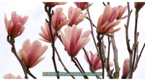 BOMENTA(L)K #59 | Magnolia 'Heaven Scent'