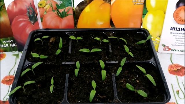 СЕЕМ СЕМЕНА ТОМАТОВ НА РАССАДУ.ВСХОДЫ НА 3 ДЕНЬ.. смотреть онлайн