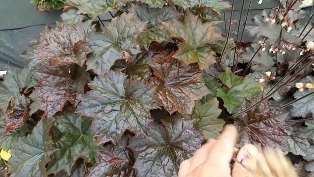 Цветение июня 3 часть. Мои гейхеры.Прогулка по саду 16/06/2019 смотреть онлайн