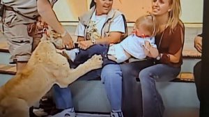 O Het! Лев напал на ребенка, мать в панике. Ведущая пытается вырулить ситуацию OMG!