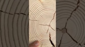 Шлифовка сруба. Часть 3. «Торцы»
