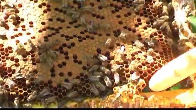 Удаляем маточники после выхода роя (matochniki) смотреть онлайн