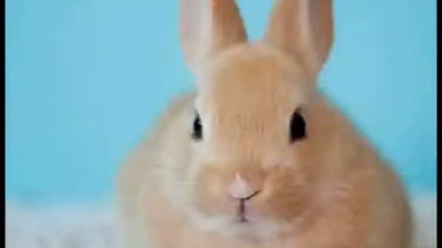 ТОП САМЫХ милых диких животных смотреть онлайн