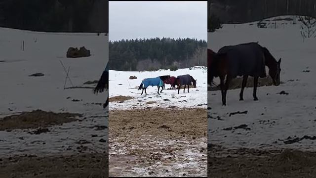 VID-20240224-WA0012.mp4