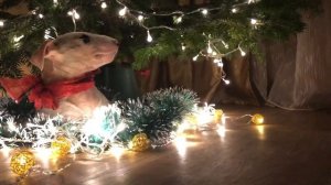 Бультерьер под елкой - подарите щенка на Новый Год!