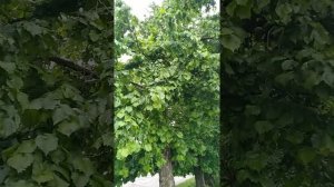 Прививка фундука на Медвежий орех.