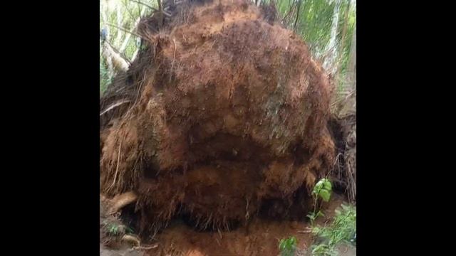 УРАГАН ВЫРЫВАЕТ ДЕРЕВЬЯ С КОРНЯМИ... смотреть онлайн