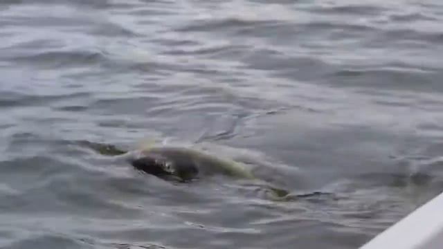 Песня «Не за рыбой, а НА РЫБАЛКУ!» КЛИП Поют авторы Владимир и Дмитрий ЩЕРБАКО смотреть онлайн