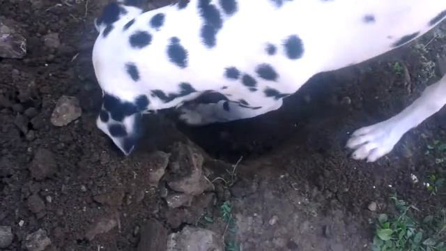 далматинец ДЖОКЕР  в работе