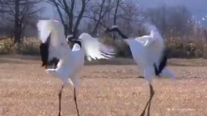 Танец стерхов