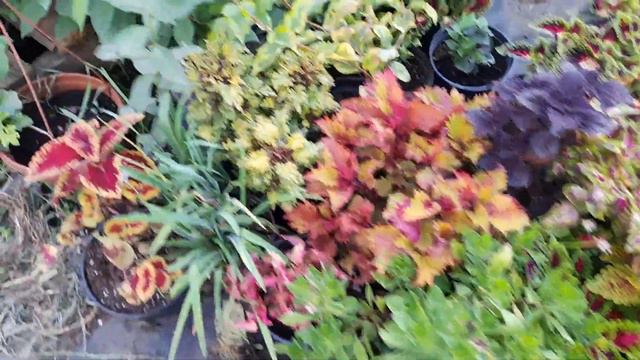 Наборы срезов колеусов вегетативных. смотреть онлайн