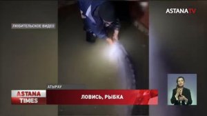 Гигантскую белугу поймали атырауские рыбаки