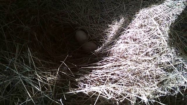 Индоутки занеслись. смотреть онлайн