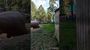 СНТ Никулиха