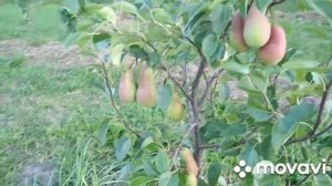 Груша Талгарская Красавица, 3 год, первое плодоношение.