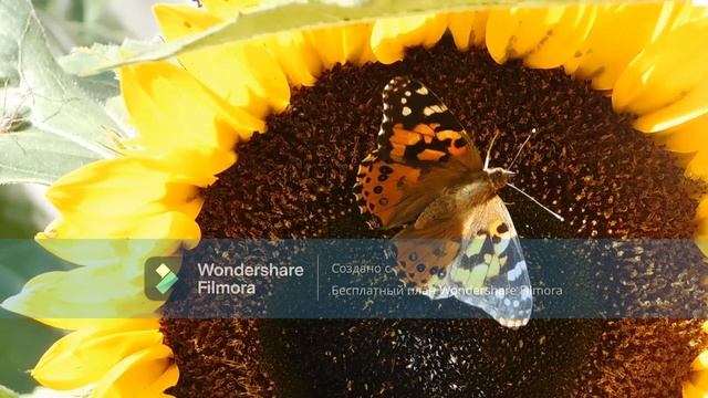 природа.релаксация.для спокойного сна. смотреть онлайн