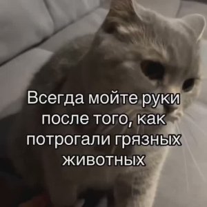 Всегда мойте руки после того, как потрогали грязных животных!