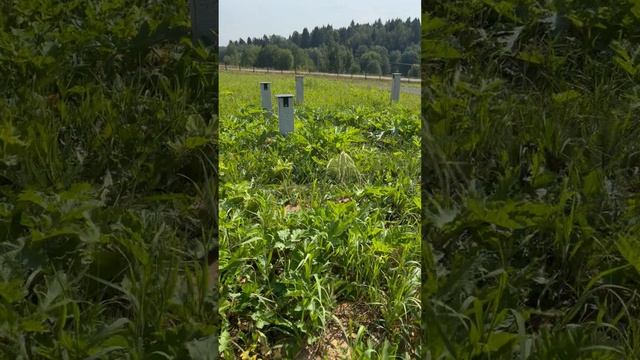 Фундамент под быстровозводимый дом по технологии мхм панелей.