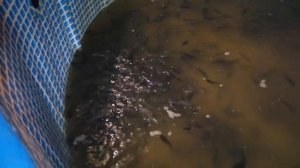 Качество воды в узв с африканским клариевый сом.узв без барабанного фильтра