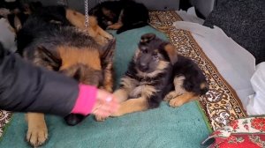 СОБАЧИЙ РЫНОК ОДЕССА! Староконный Рынок. Выбираем Собаку. ТОП 5 Собак. Птичий Рынок