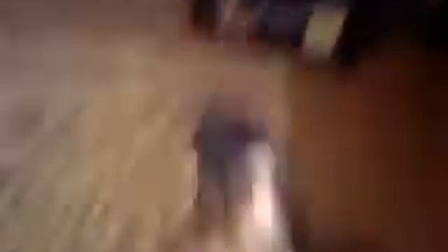 Собака выполняет команду 