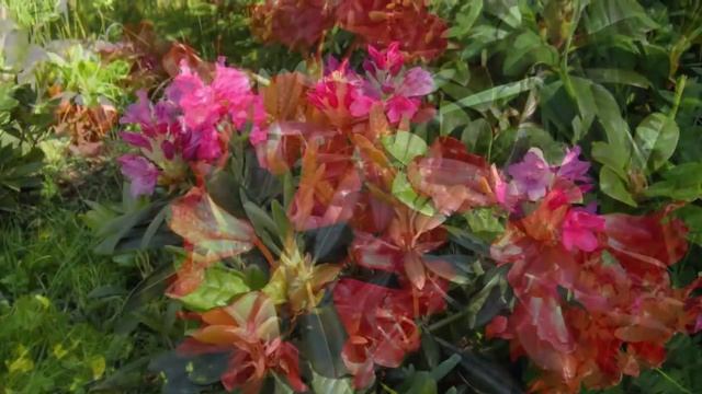 My garden Rhododendrons Рододендроны в моём саду смотреть онлайн