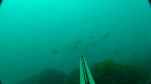 подводная охота. Горбыли. Мыс фиолент. 26.07.2012