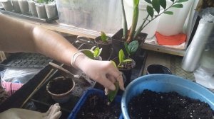 Замиокулькас, посадка, размножение. Замиокулькас из листа.