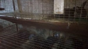 Как содержать кроликов в чистой породе.