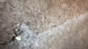 БАНЯ ИЗ АРБОЛИТА «за 14 дней»