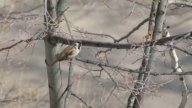 красавец воробей красиво поет смотреть онлайн